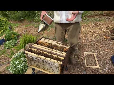 Flow Hive split inspection �