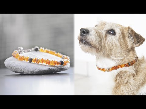 Amber Necklaces for Dogs and Cats » natural flea + tick repellant