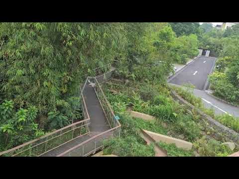 Rifle Range Nature Park- Rambai Broadwalk via Beauty World- Colugo Deck