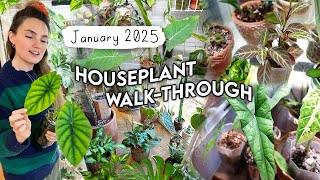 2025 Houseplant Collection Walk-Through 🪴 January Plant Updates!