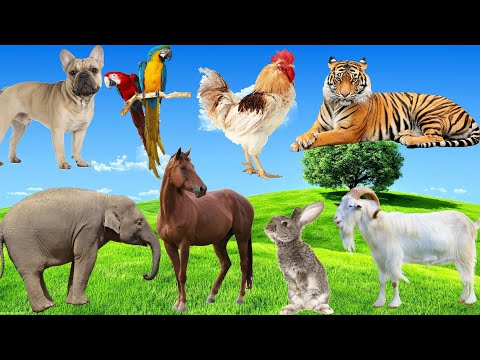 Animals and natural sounds: Elephant, Horse, Goat, Tiger, Rabbit... - Animal sounds