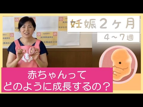 赤ちゃんって、どのように成長するの？【東京都助産師会】【妊娠】【胎児】