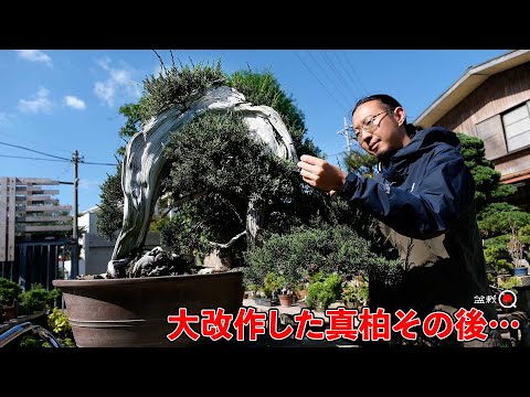 Juniper adapted to show shari. Limb pruning for decoration [Bonsai Q]