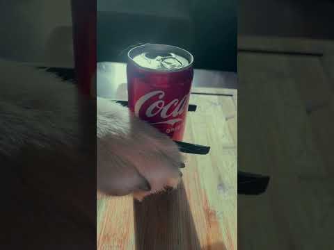 Trying Cola-cola hack by chef dog Bruno