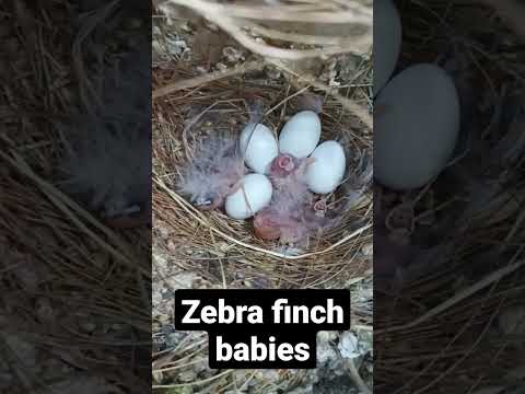 ONE DAY old Zebra finch chicks!