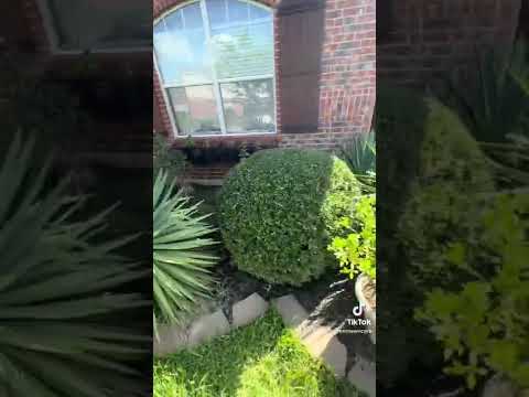 TRIMMING SHRUBS with a MILWAUKEE 18v TRIMMER #Battery #mow