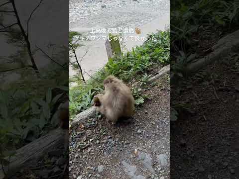 下手くそな撮影  上高地の猿#beautiful #travel #登山 #cuteanimal #japan @junn2022