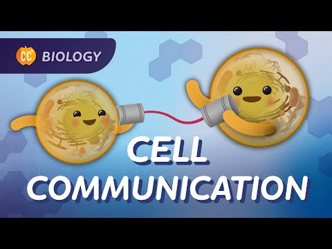 Why Do Cells Need to Communicate?: Crash Course Biology #25