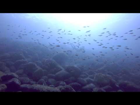 Recreational Freediving! Play with fishes! - Ita, January 2015 (西伊豆井田)