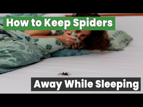 10 Simple Ways to Keep Spiders Away While Sleeping | The Guardians Choice