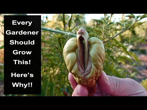 Every Gardener Should Grow This Plant In Their Garden! Here's Why!! (Chayote - Choko - Mirliton)