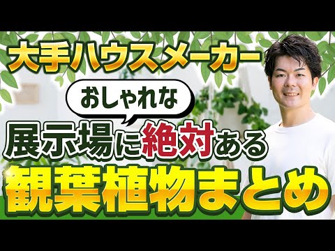 【初級編】オシャレな家や展示場に絶対にある人気の観葉植物まとめ