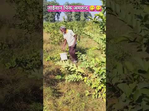 अमरूद की खेती #🍐🍐 अमरूद की टाप वैरायटी #ताईवान पिंक #agri #वायरल #