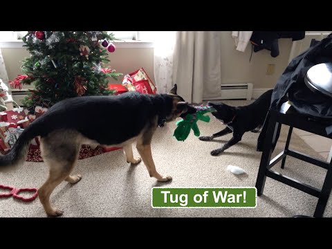 Ep127 Tug of War between a German Shepherd and Blue Heeler