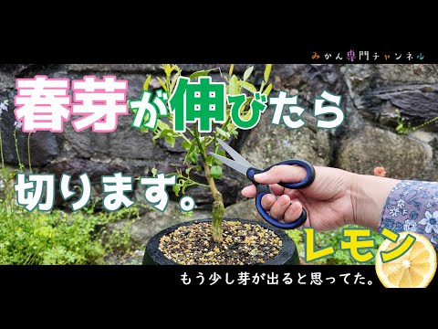 【4月下旬】⑪ゼロから始めるレモンの鉢植え／春芽の摘心。