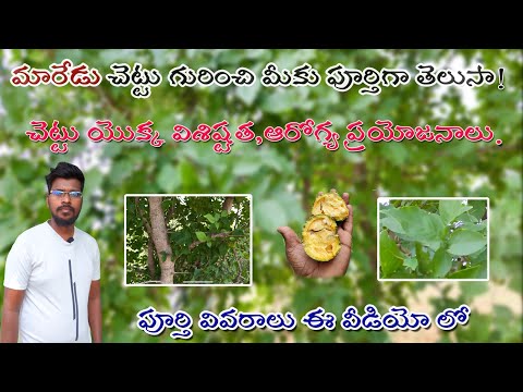 ఒక్క చెట్టు లో ఇన్ని లాభాలు | మారేడు చెట్టు ఫుల్ వీడియో|  Benifits of Maaredu chettu .Full video