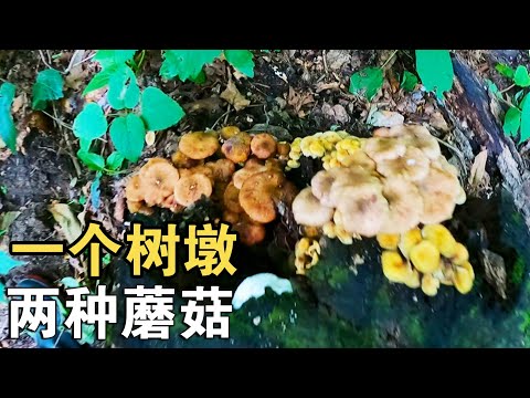 东北林区野生榛蘑太多了，半天的功夫就采了三大筐，一片一片的长！#农村生活 #东北 林区 【913的乡野生活】