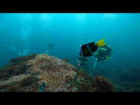 伊豆大島のクマノミ城を楽しむ😄【ダイビング】