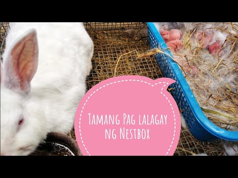 Tamang Pag lalagay ng Nestbox sa Kuneho