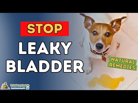 Is Your Dog or Cat Struggling with Bladder Control? Try These Holistic Remedies