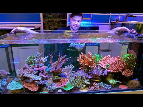 This Awesome Reef Tank Thrives on the Basics