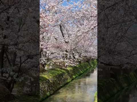 Philosopher’s Path - Kyoto