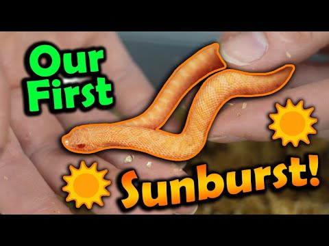 Baby Sunburst Hognoses Hatching!!