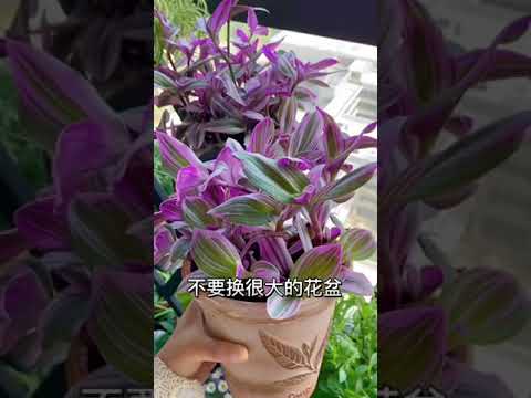 【蓝胖小花匠🎏】养花新手必看：网购植物到家后需要注意什么？如何进行换盆操作？#爱生活爱养花 #养花小知识 #蓝盆花 #换盆技巧 #缓苗