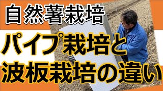 【自然薯栽培】パイプ栽培と波板栽培の違い