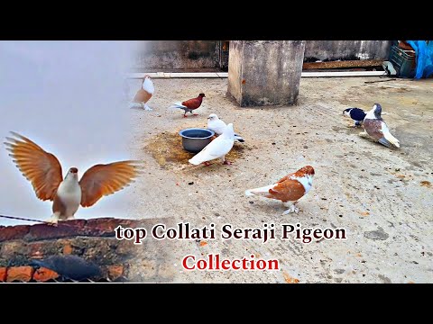 Top Collati Lahori Seraji Pigeon Collection In Darbhanga 🥰// Sell Fancy Pigeon In Darbhanga Bihar 💖