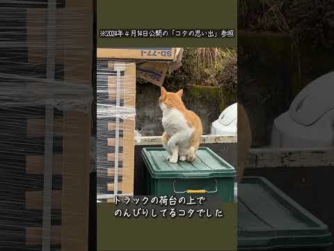 縁側ねこ コタの思い出｜トラックの荷台でまったり