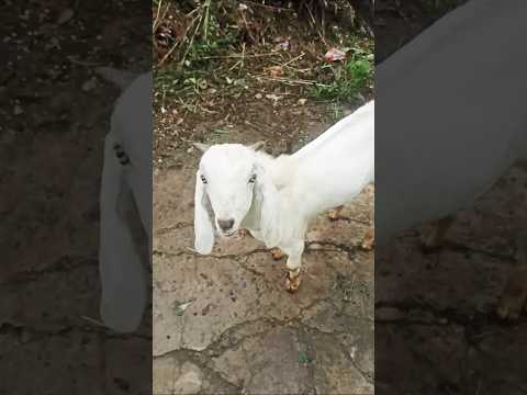 Cute goat #animals #goat #babygoats #animal