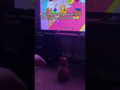 My cat watching Adventure Time for the first time