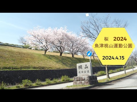 2024.4.15  2024　桜　桃山運動公園