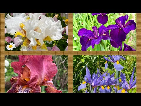 Iris collection in my Garden