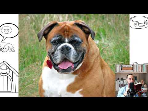 German boxer. Temperament, price, facts, size, colors, food, care, history