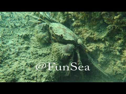 モクズガニ 浜名湖