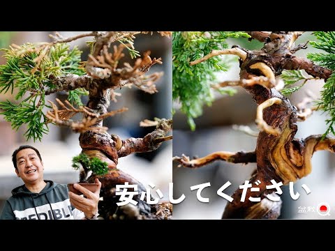 Don't give up even if it dries up! Junipers can be remade over and over again. [Bonsai Q]