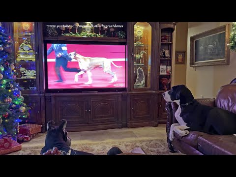 Funny Great Dane Watches Fawn & Yawns At Husky At AKC Dog Show