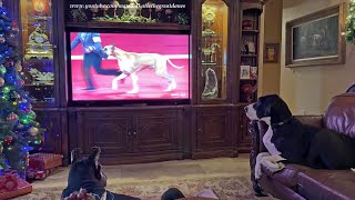 Funny Great Dane Watches Fawn & Yawns At Husky At AKC Dog Show