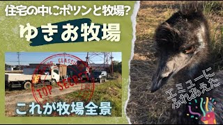 愛知県日進市の秘境スポット発見！ゆきお牧場のエミューと触れ合ってきた♪