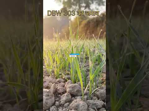 DBW 303 का कमाल #गेहूं बीज #303 सुपर #ट्रेंडिंग #वायरल वीडियो #agriculture #farming