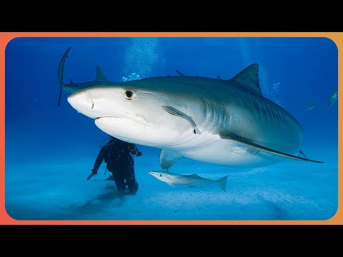 Diving With Deadly Tiger Sharks