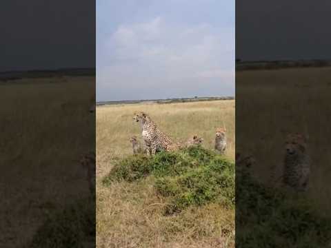 A streak of cheetahs, Masai Mara, Kenya