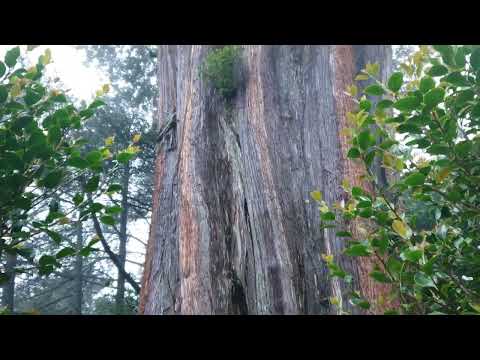 大雪山千歲神木綿延千年屹立不搖 The thousand-year-old sacred tree in Dasyueshan has stood firm for thousand of years