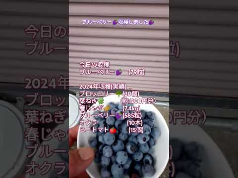 ブルーベリー🍇収穫しました🍇 #shortsfeed #家庭菜園 #ブルーベリー栽培