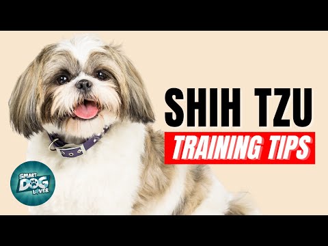 How to Train Your Shih Tzu | Best Shih Tzu Puppy Training Tips