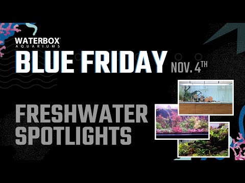 Spotlighting Some Of The Best Freshwater Waterbox.