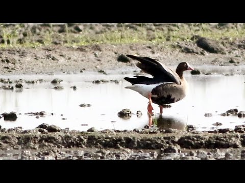 東港鎮的小白額雁Anser erythropus （2024 11 03）