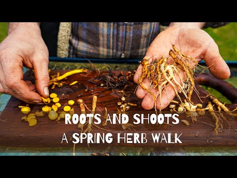 Shoots and Roots | Spring Herb Walk